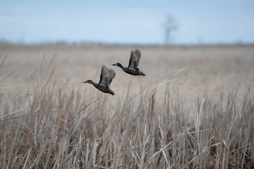 Blue-winged Teal
