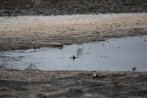 Willet