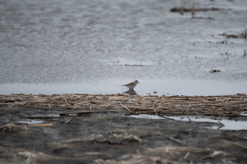 Baird's Sandpiper
