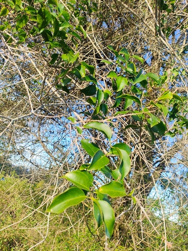 Australian wax jasmine