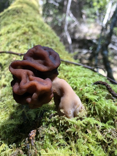 False Morel