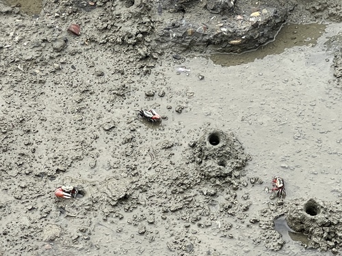 Bowed Fiddler Crab