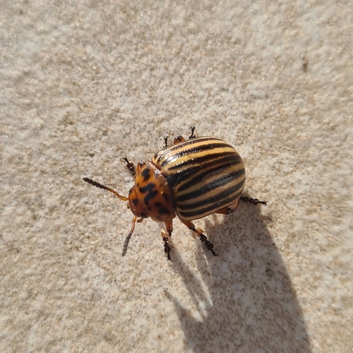Colorado Potato Beetle
