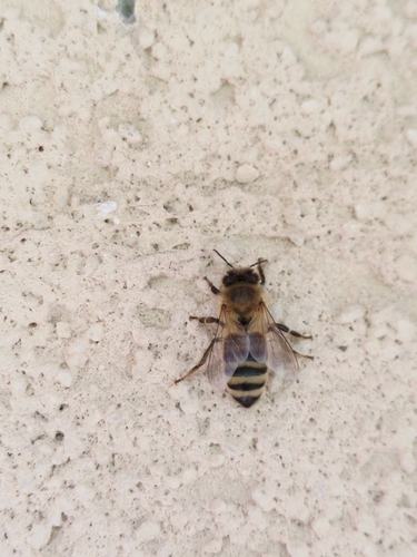 Western Honey Bee