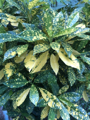 Variegated Croton