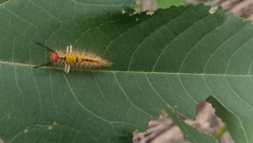 Cocoa Tussock Moth