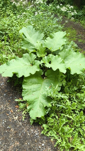 greater burdock