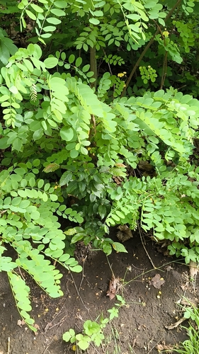 black locust