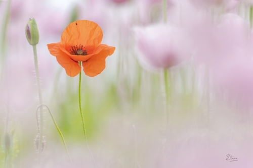 common poppy
