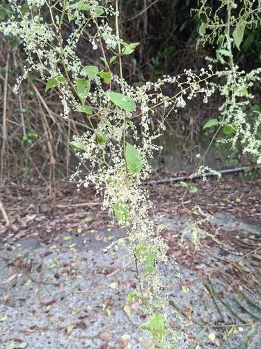 tuber fleeceflower