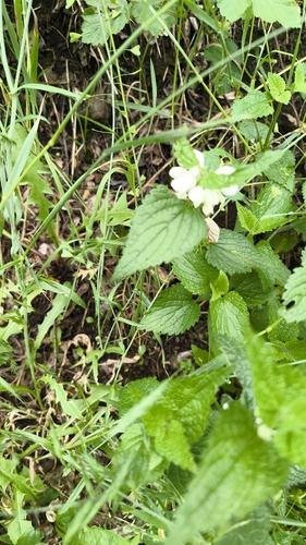White deadnettle