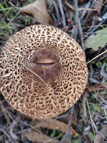 Graceful Parasol