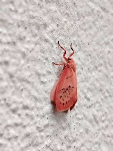 Rosy Footman