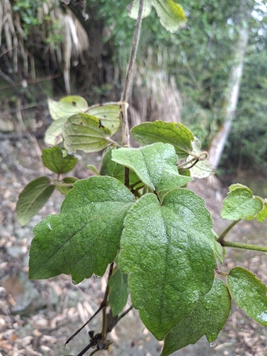 Clematis leschenaultiana