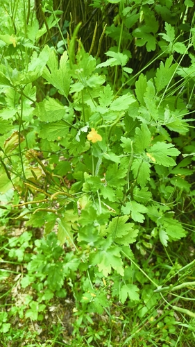 Greater celandine
