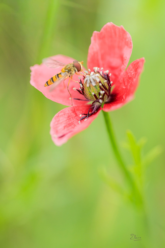 Marmalade Hover Fly