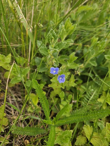 Germander Speedwell