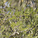 Acacia gerrardii