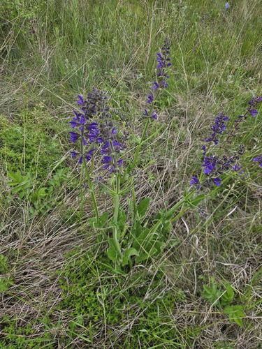 Meadow Sage