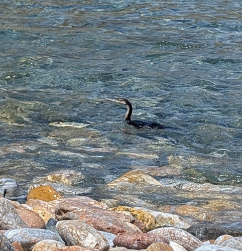 Mediterranean Shag