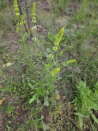 Perennial Yellow-woundwort