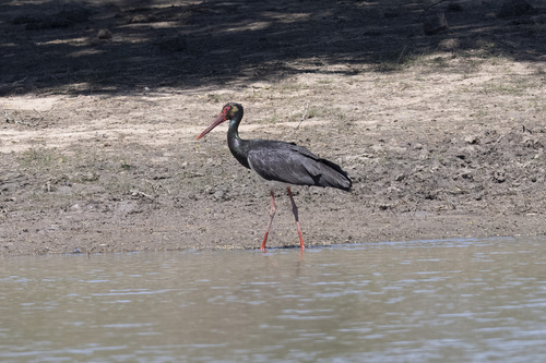 Black Stork