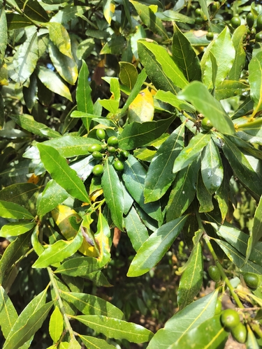 Bay laurel
