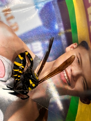 Phimenes flavopictus