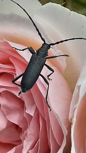 Capricorn beetle