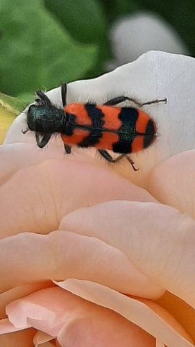 Bee-eating Beetle