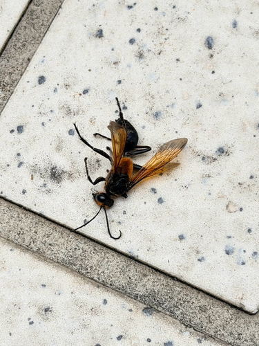 Sphex diabolicus