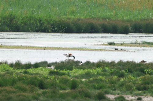 Common Shelduck