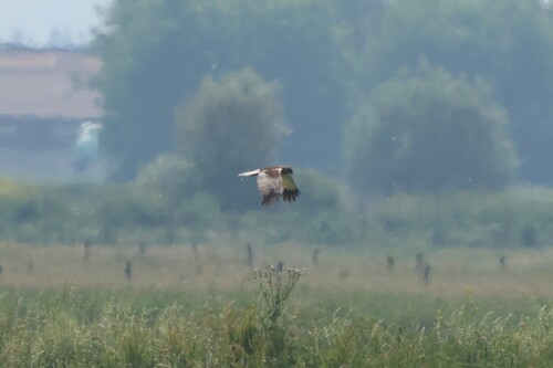 Western Marsh Harrier