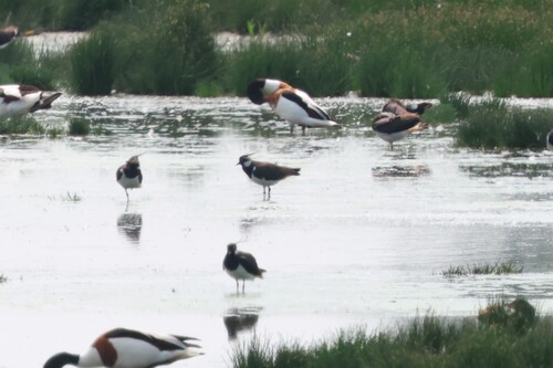 Northern Lapwing