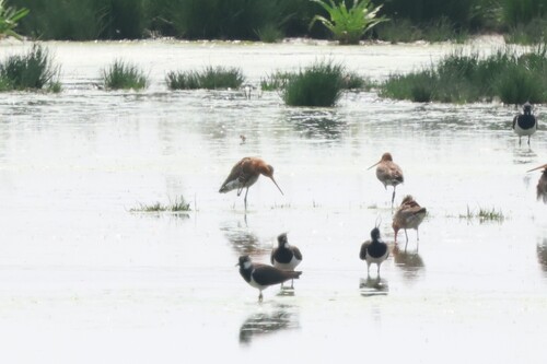 Black-tailed Godwit