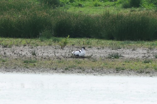 Pied Avocet