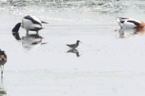 Broad-billed Sandpiper