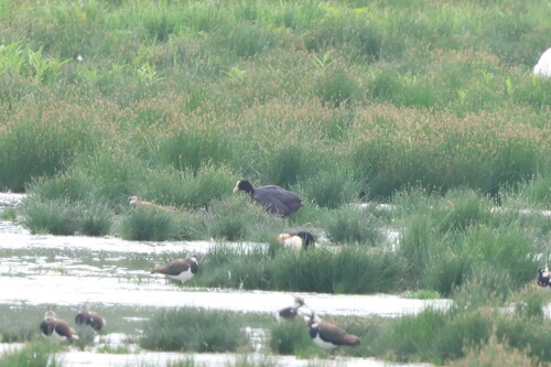 Eurasian Coot