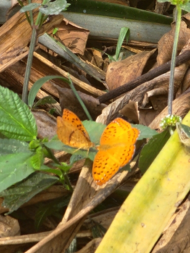 False Fritillary