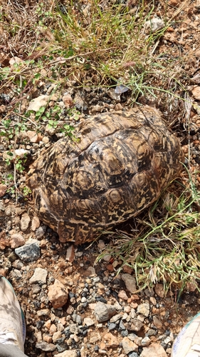 Leopard Tortoise
