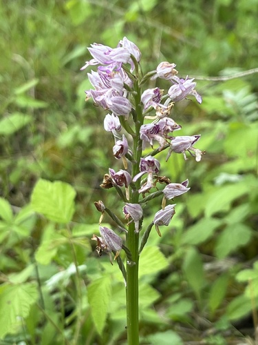 Military Orchid