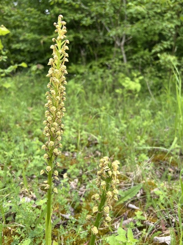 Man Orchid