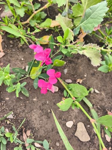 tuberous pea