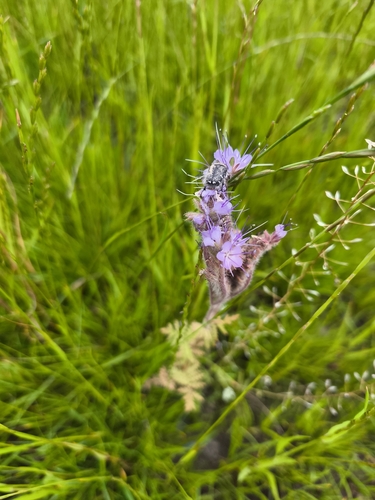 Lacy phacelia