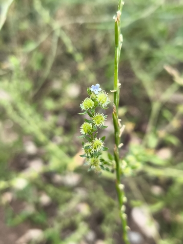 two-rowed stickseed