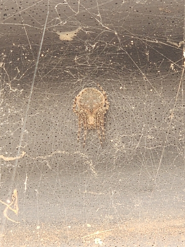 Common House Combfoot