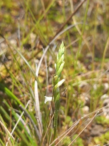 Summer Ladies' Tresses