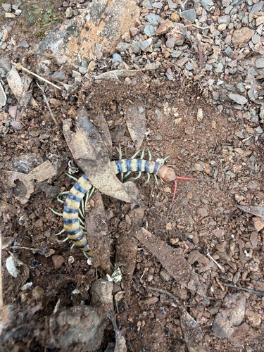 Red-headed Centipede