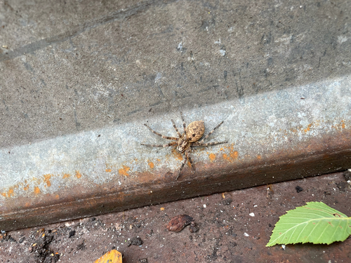 Mediterranean Spiny False Wolf Spider