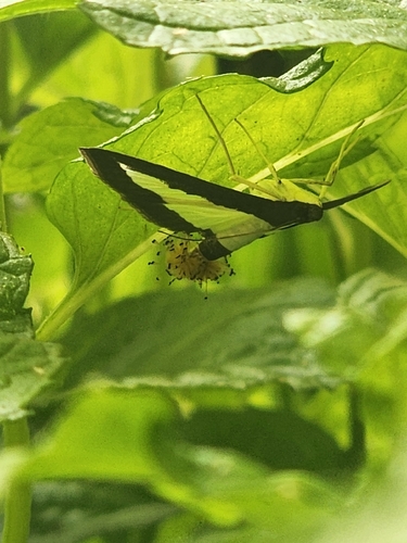 Cucumber Moth
